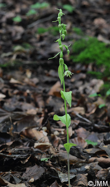 Epipactis phyllanthes