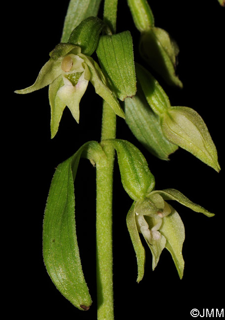 Epipactis phyllanthes