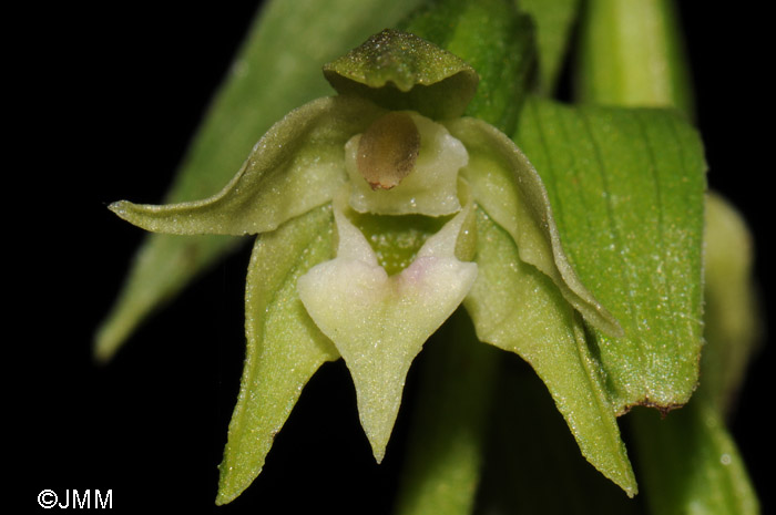 Epipactis phyllanthes