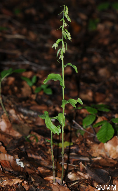 Epipactis phyllanthes