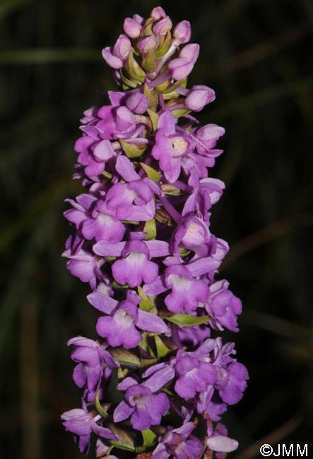 Gymnadenia borealis