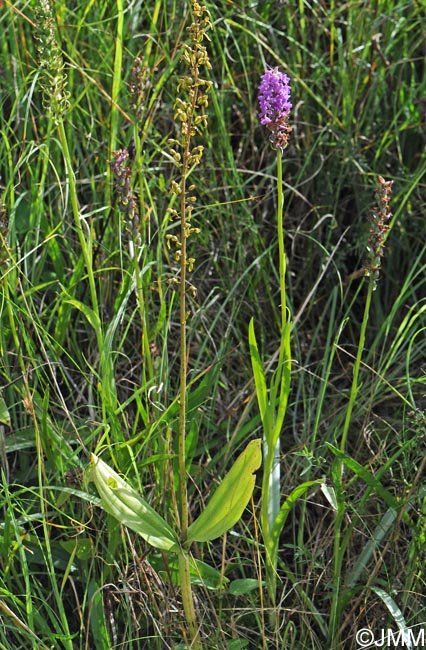 Gymnadenia borealis & Listera ovata