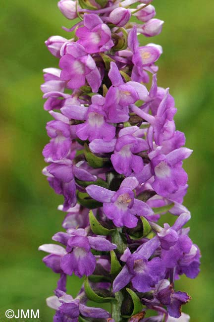Gymnadenia friesica