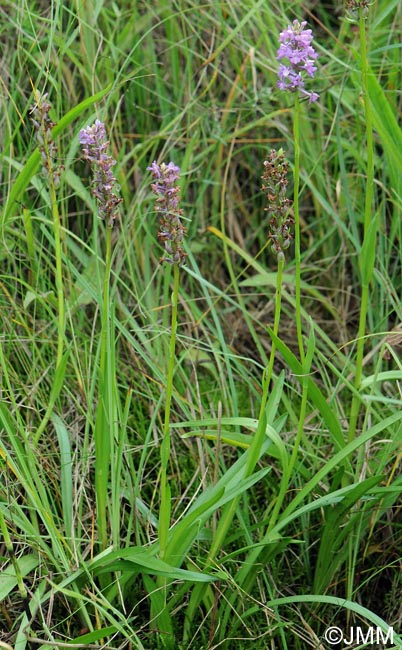 Gymnadenia friesica
