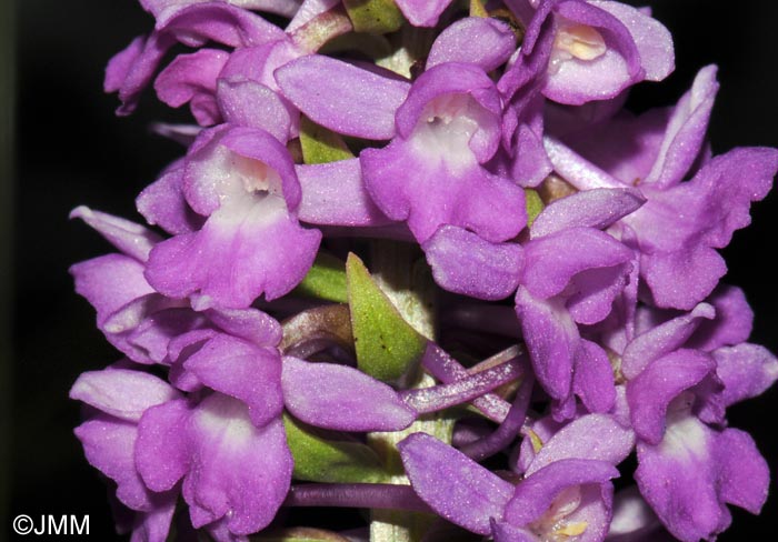 Gymnadenia friesica