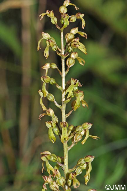 Listera ovata