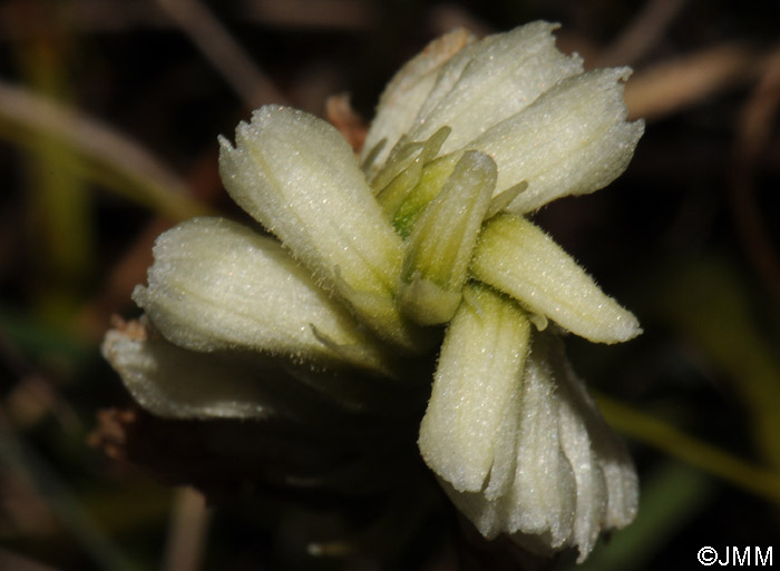 Spiranthes romanzoffiana