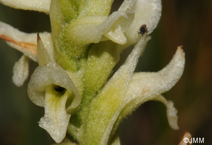 Spiranthes romanzoffiana