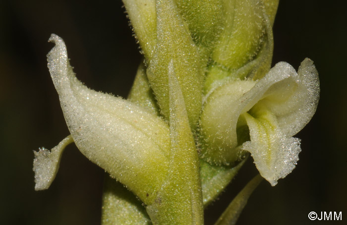 Spiranthes romanzoffiana