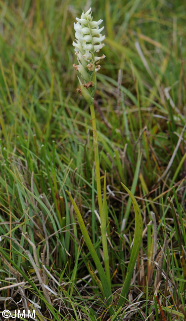 Spiranthes romanzoffiana