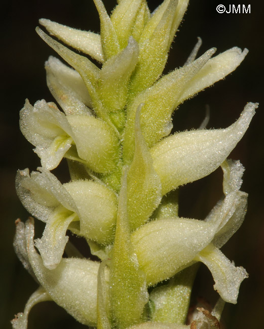 Spiranthes romanzoffiana