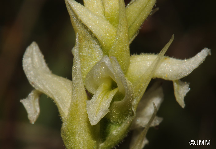 Spiranthes romanzoffiana