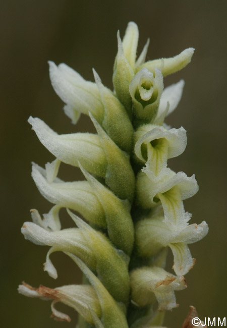 Spiranthes romanzoffiana