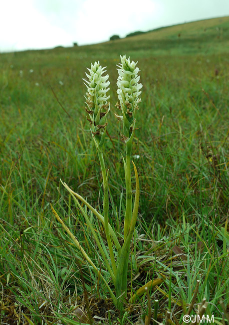 Spiranthes romanzoffiana