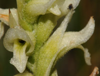 Spiranthes romanzoffiana