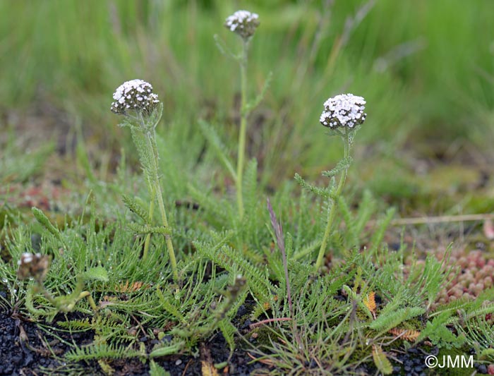 Achillea millefolium