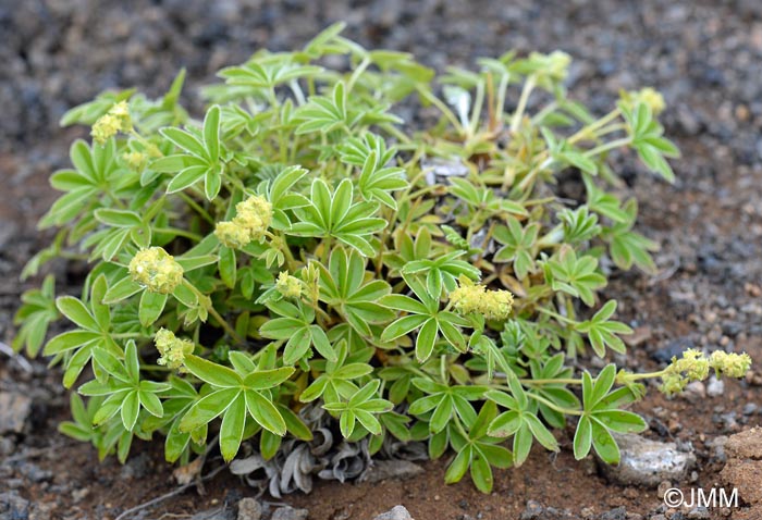 Alchemilla alpina