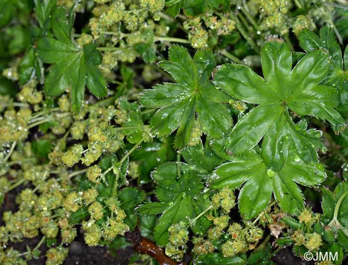 Alchemilla faeroensis