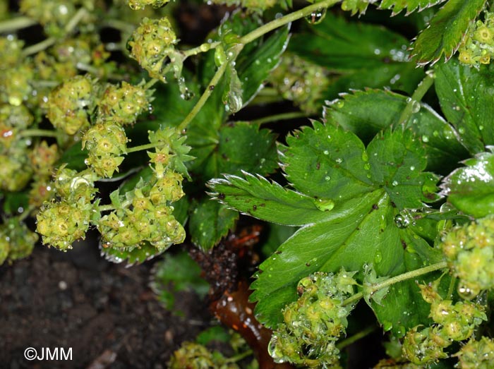 Alchemilla faeroensis