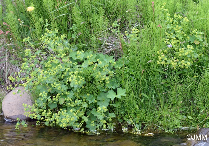 Alchemilla mollis