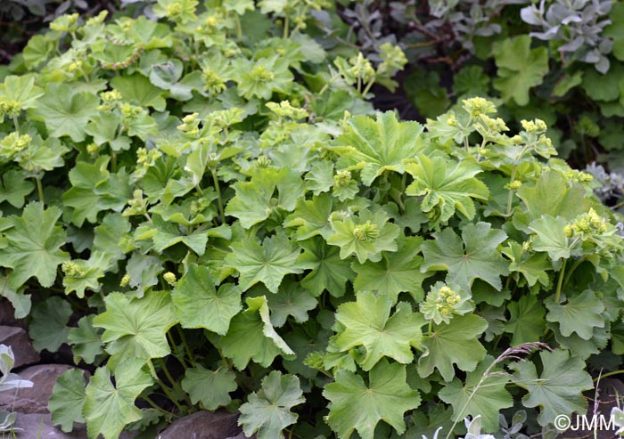 Alchemilla mollis