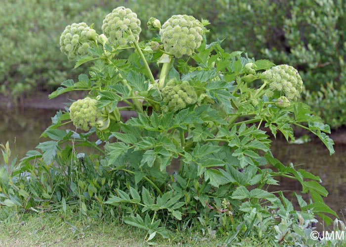 Angelica archangelica subsp. archangelica