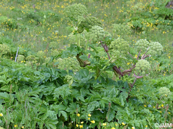 Angelica archangelica subsp. archangelica