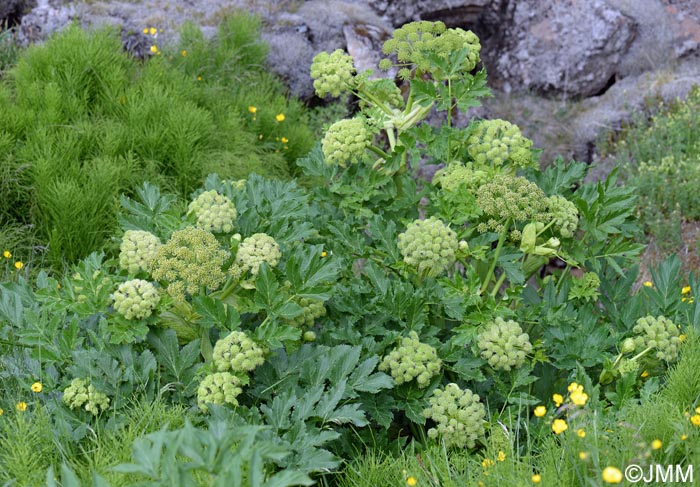 Angelica archangelica subsp. archangelica