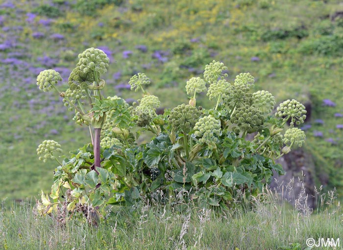 Angelica archangelica subsp. archangelica