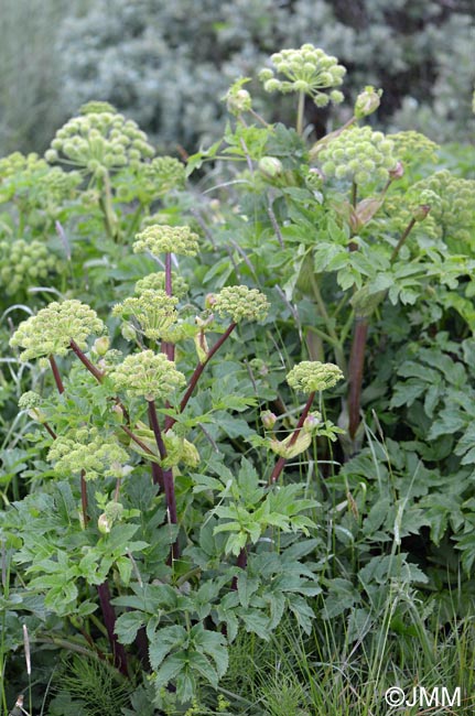 Angelica archangelica subsp. archangelica