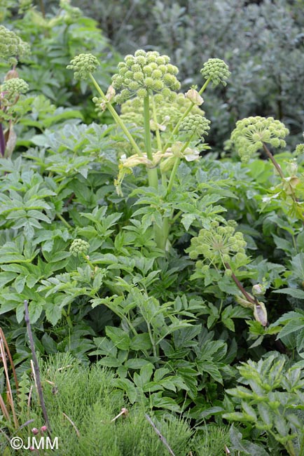 Angelica archangelica subsp. archangelica