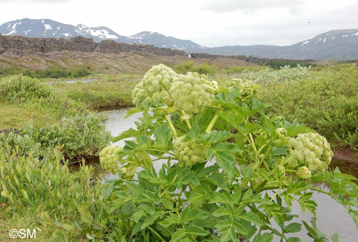 Angelica archangelica subsp. archangelica