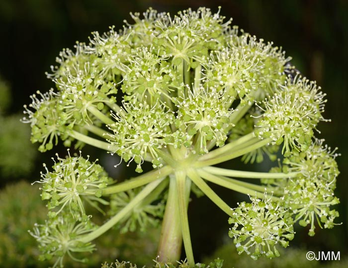 Angelica archangelica subsp. archangelica