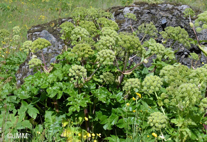 Angelica archangelica subsp. archangelica