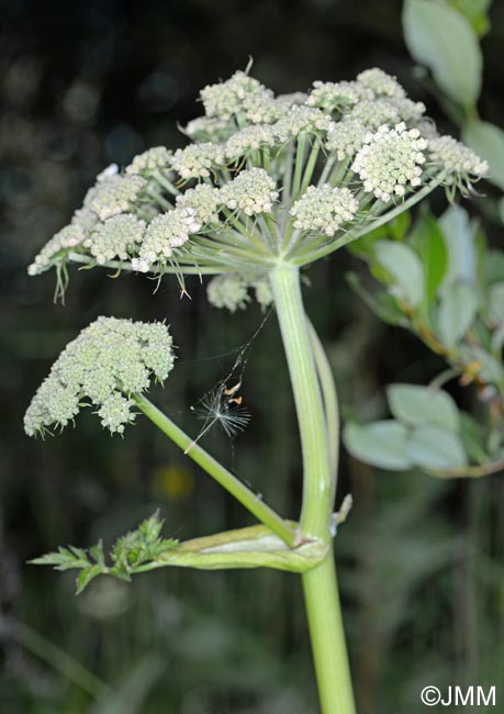 Angelica sylvestris subsp. bernardae