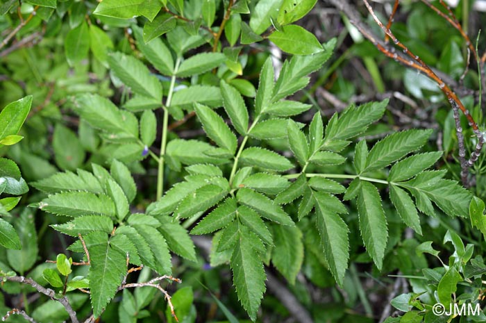 Angelica sylvestris subsp. bernardae