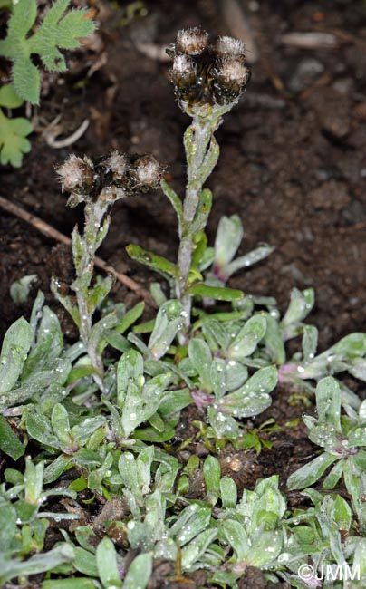 Antennaria alpina