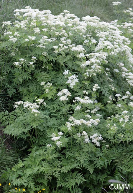 Anthriscus sylvestris subsp. sylvestris