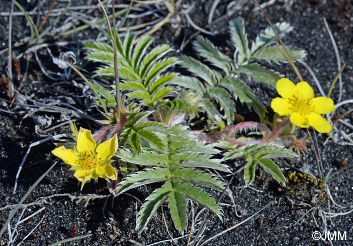 Argentina anserina subsp. groenlandica = Potentilla anserina subsp. groenlandica