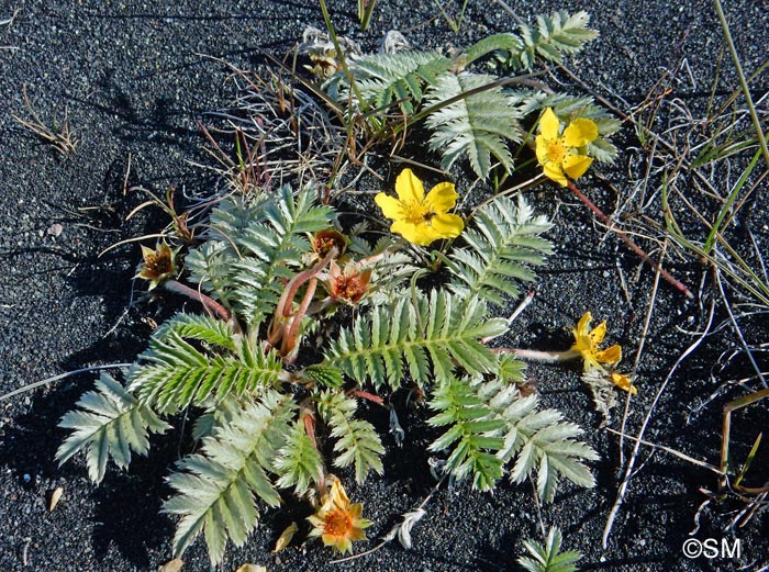 Argentina anserina subsp. groenlandica = Potentilla anserina subsp. groenlandica