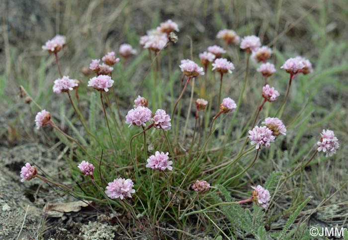 Armeria maritima