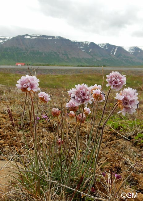 Armeria maritima