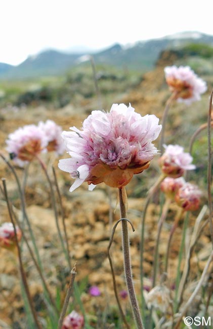 Armeria maritima