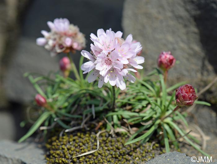 Armeria maritima