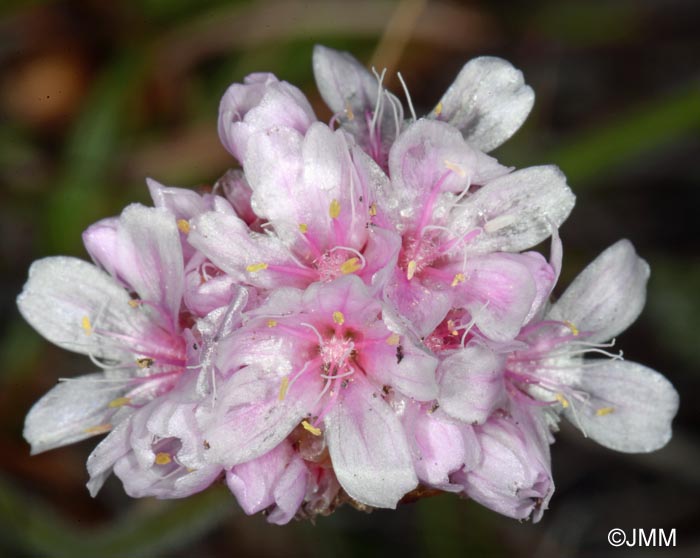 Armeria maritima