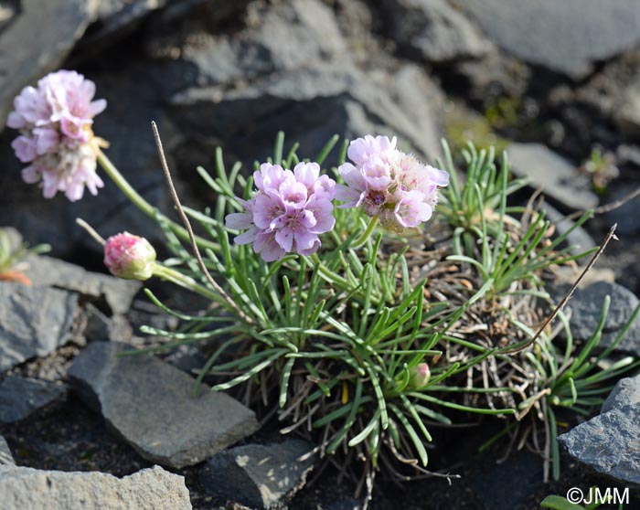 Armeria maritima