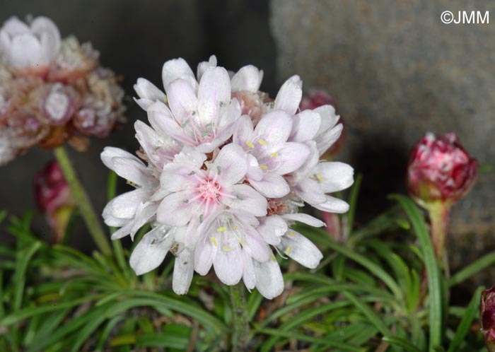 Armeria maritima