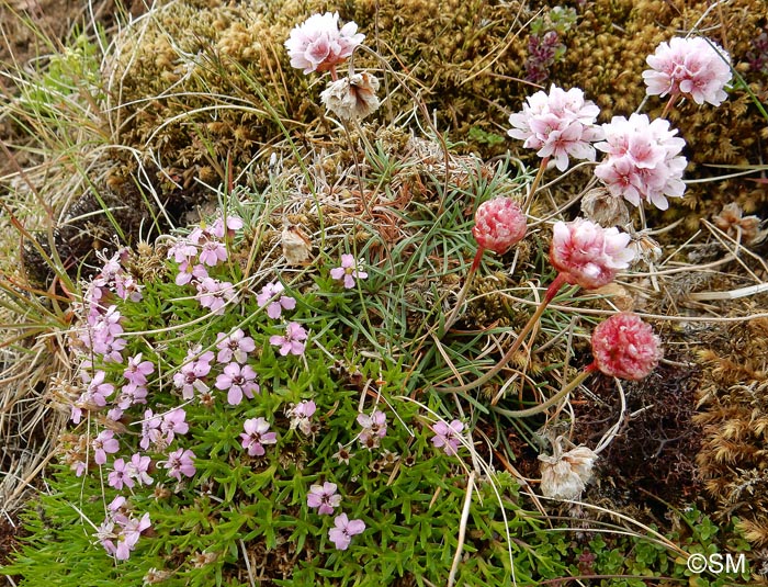 Armeria maritima et Silene acaulis