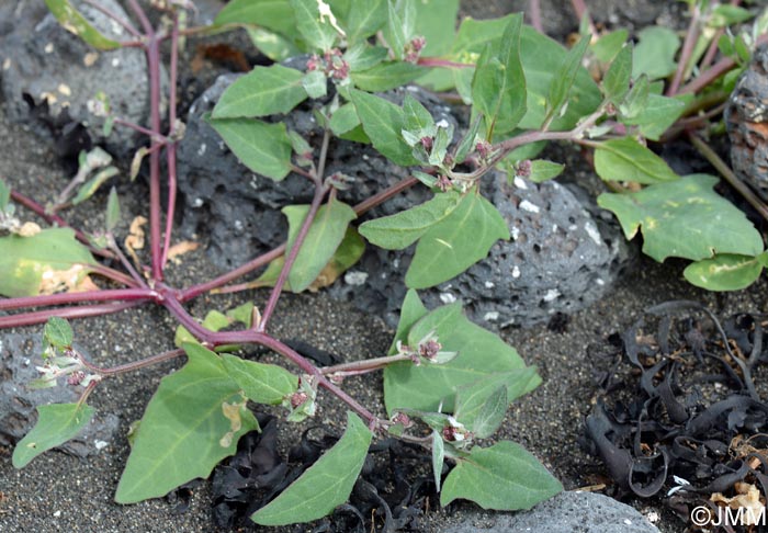 Atriplex glabriuscula