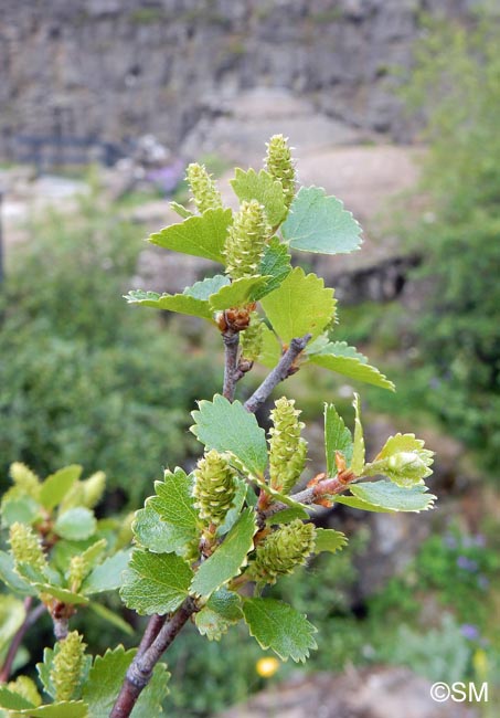 Betula nana